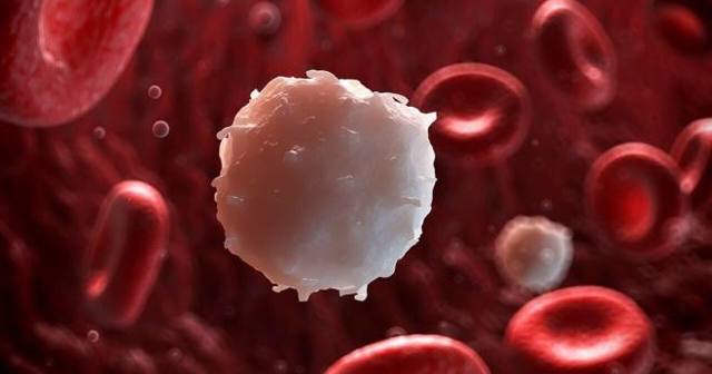 Низький рівень лейкоцитів у крові: причини, симптоми і лікування