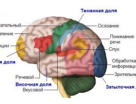 Логоневроз: причини і види заїкання, характерні риси, способи лікування, важливі рекомендації