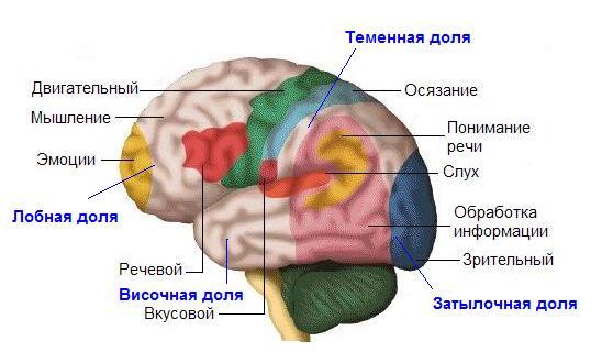 Логоневроз: причини і види заїкання, характерні риси, способи лікування, важливі рекомендації