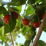 Пітангі: харчова цінність суринамської вишні, корисні властивості, можливу шкоду