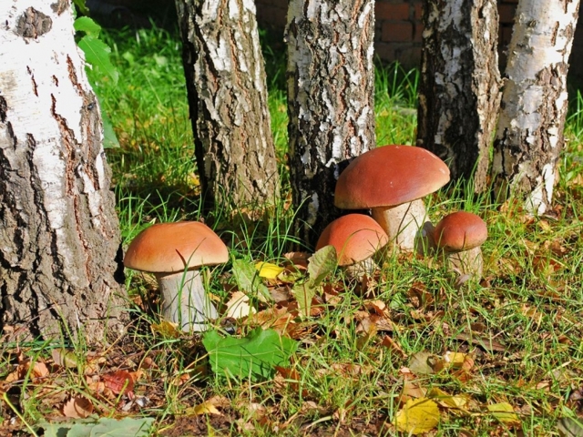 Білий гриб: користь і шкода, фото і опису білого гриба