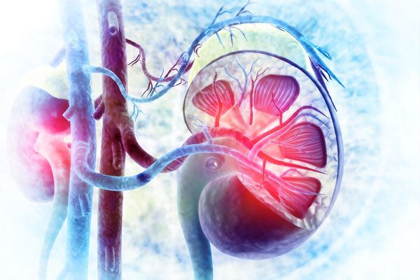 Хвороби нирок: симптоми, ознаки захворювань нирок, причини хронічних хвороб нирок