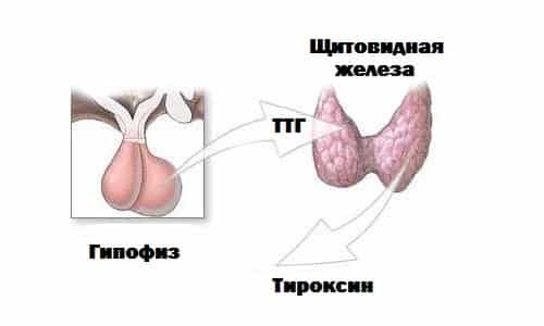 Роль щитовидної залози, тимуса і гіпофіза