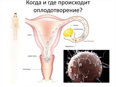 Скільки живуть сперматозоїди в жіночому організмі?