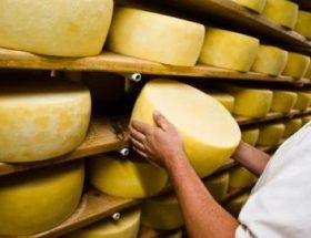 Голландський сир: корисні властивості і харчова цінність, протипоказання до вживання