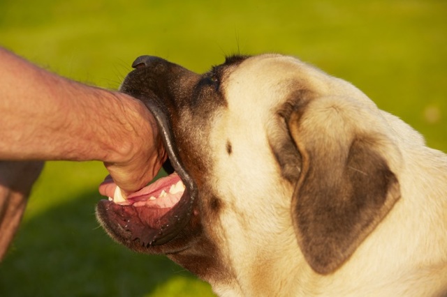 Укус собакою людини: сказ людини після укусу собаки, симптоми після укусу собакою людини
