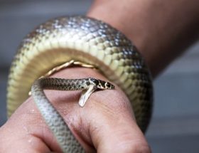 Перша допомога при укусі змії: що робити?