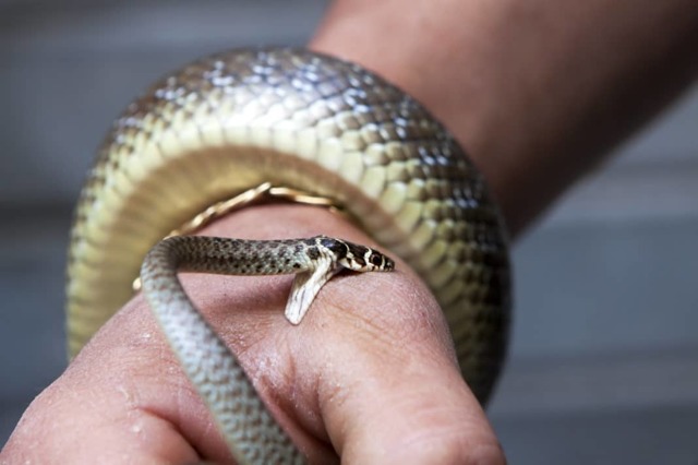 Перша допомога при укусі змії: що робити?