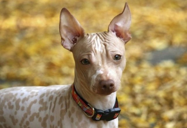 Гіпоалергенні породи собак з фотографіями і назвами
