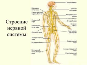 нервова система людини