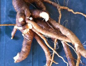 Дивосил: лікувальні властивості і протипоказання, застосування настойки коренів рослини