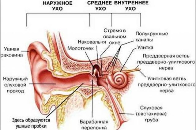 Камфорне масло при отиті: лікування вуха будинку у дорослих і дітей