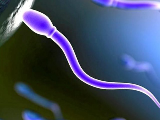 Морфологія сперматозоїдів: як виглядають нормальні сперматозоїди і спермограма
