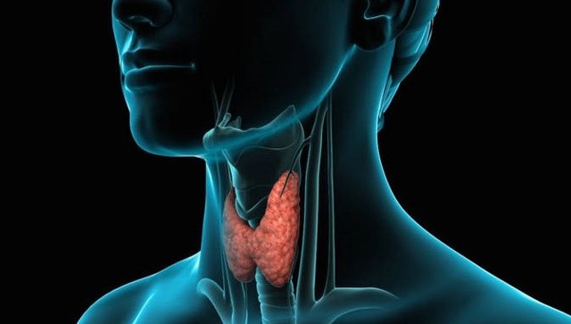 Гіпоехогенні, ізоехогенние і анехогенние освіту щитовидної залози