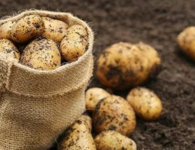 Користь і шкода картоплі: склад, сфери застосування, рекомендації по приготуванню і зберігання бульб