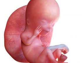 Як розвивається плід і що відбувається в організмі матері на 12 тижні вагітності
