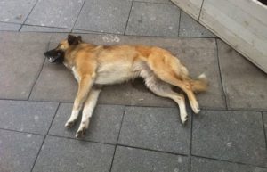 Померла собака що робити