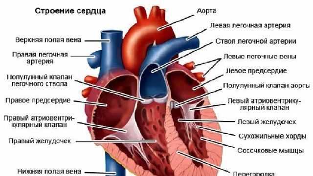 Причини шумів в серці у дитини (новонародженого і грудного)