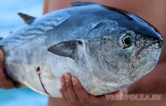 Тунець: користь і шкода, харчова цінність, склад, протипоказання до вживання тунця