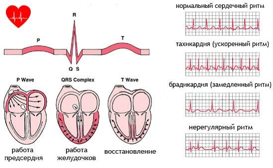 Симптоми порушення серцевого ритму, як відновити нормальний ритм серця