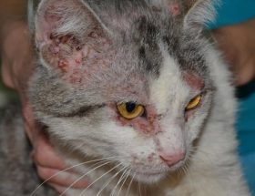 Чим можна заразитися від кішки: хвороби, що передаються від кішок