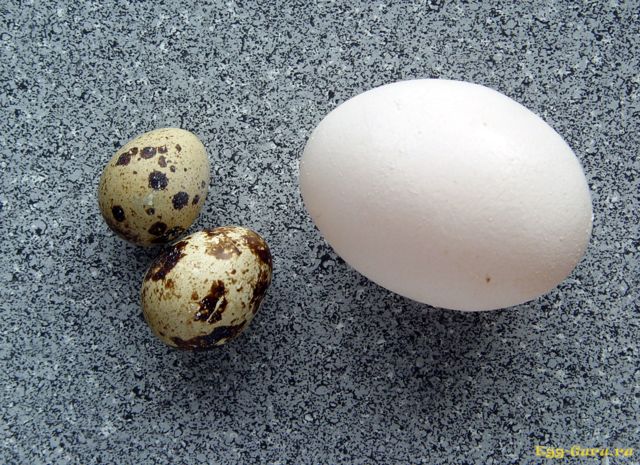 Перепелині яйця - харчова цінність продукту, шкода і користь перепелиних яєць, порівняння з курячими.