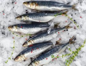Сардина: склад, користь і шкода для організму, рецепти з консервованою рибою