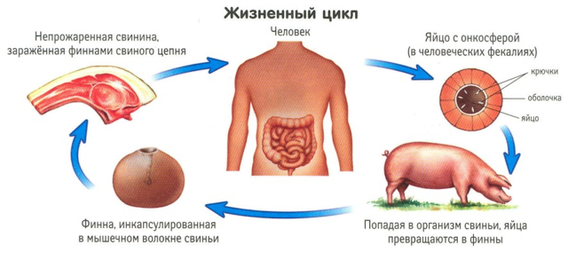 Діагностика гельмінтозів: життєвий цикл паразитів, місця проживання в організмі і в зовнішньому середовищі. 