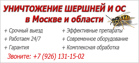 Що робити, якщо вкусив шершень: наслідки укусу шершня і перша допомога в домашніх умовах