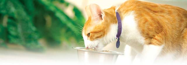 Алергія у кішок: симптоми і лікування в домашніх умовах