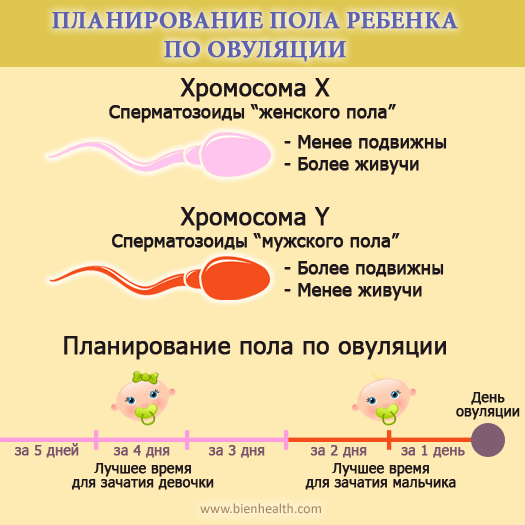 Як зачати хлопчика, як запланувати хлопчика: розрахунок по овуляції, пози для зачаття