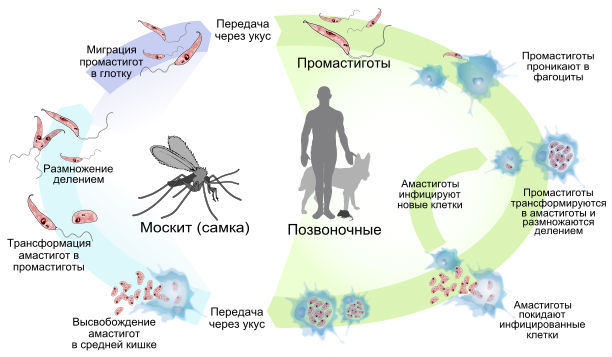 Лейшманіоз: симптоми, шляхи передачі інфекції, клінічні варіанти, принципи лікування лейшманіозів, діагностика та профілактика.