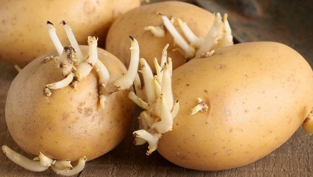 Корисні властивості картоплі, хімічний склад, харчова цінність, особливості використання, шкода картоплі.