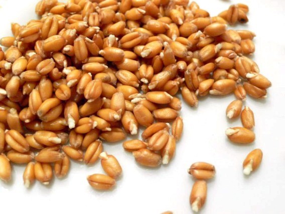 Користь і шкода пророщеної пшениці, як вживати пророщену пшеницю