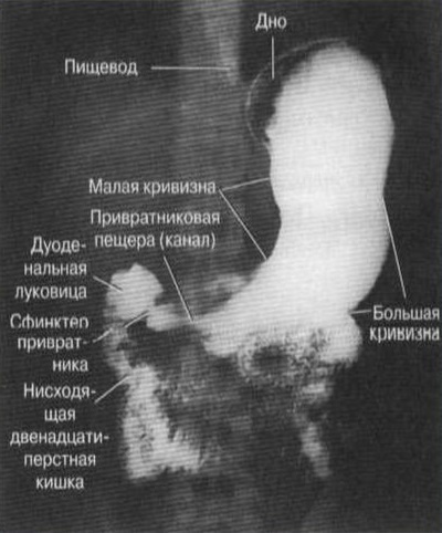 Рентген шлунка з барієм, з контрастом: підготовка, що показує, рентген і ФГДС
