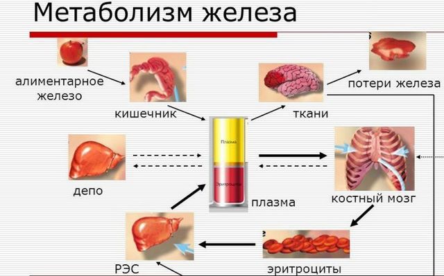 Препарати заліза при анемії: які ліки при анемії найбільш ефективні
