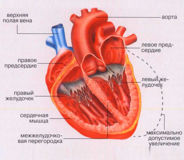 Серцевий м'яз людини: властивості, чому болить м'язова тканина, її спазм