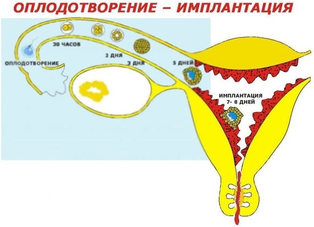 Чи можна завагітніти під час місячних: ознаки вагітності на ранніх термінах