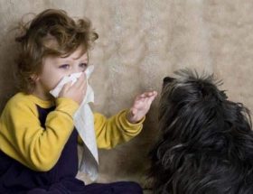 Алергія на домашніх тварин: симптоми у дорослих, дітей і немовлят, ефективні методи лікування