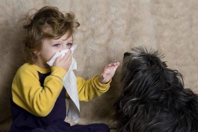 Алергія на домашніх тварин: симптоми у дорослих, дітей і немовлят, ефективні методи лікування