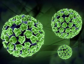 Аналіз на вірус папіломи людини: методи досліджень, особливості проведення, розшифровка результатів
