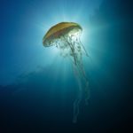 Вжалила медуза на Чорному морі, в Тунісі, в Таїланді: що робити, симптоми, фото