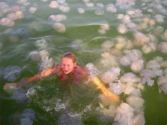 Вжалила медуза на Чорному морі, в Тунісі, в Таїланді: що робити, симптоми, фото