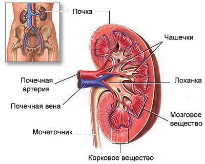 Пієлонефрит: симптоми, лікування, особливості перебігу хвороби у вагітних і дітей