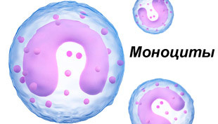 Чому моноцити знижені в крові у дорослого і що це означає