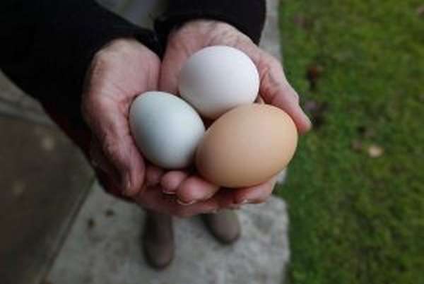 Отруєння яйцями: симптоми, що робити якщо отруївся яйцями
