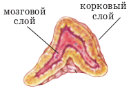 Роль щитовидної залози, тимуса і гіпофіза
