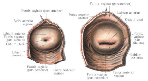 Анатомія матки жінки: докладний опис