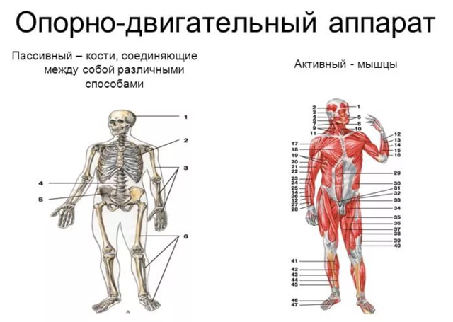 Препарат Дона для суглобів (порошок, таблетки, уколи): огляд, ефективність