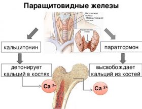 Аналіз крові на загальний кальцій і іонізований: причини призначення, правила підготовки, рівень норми